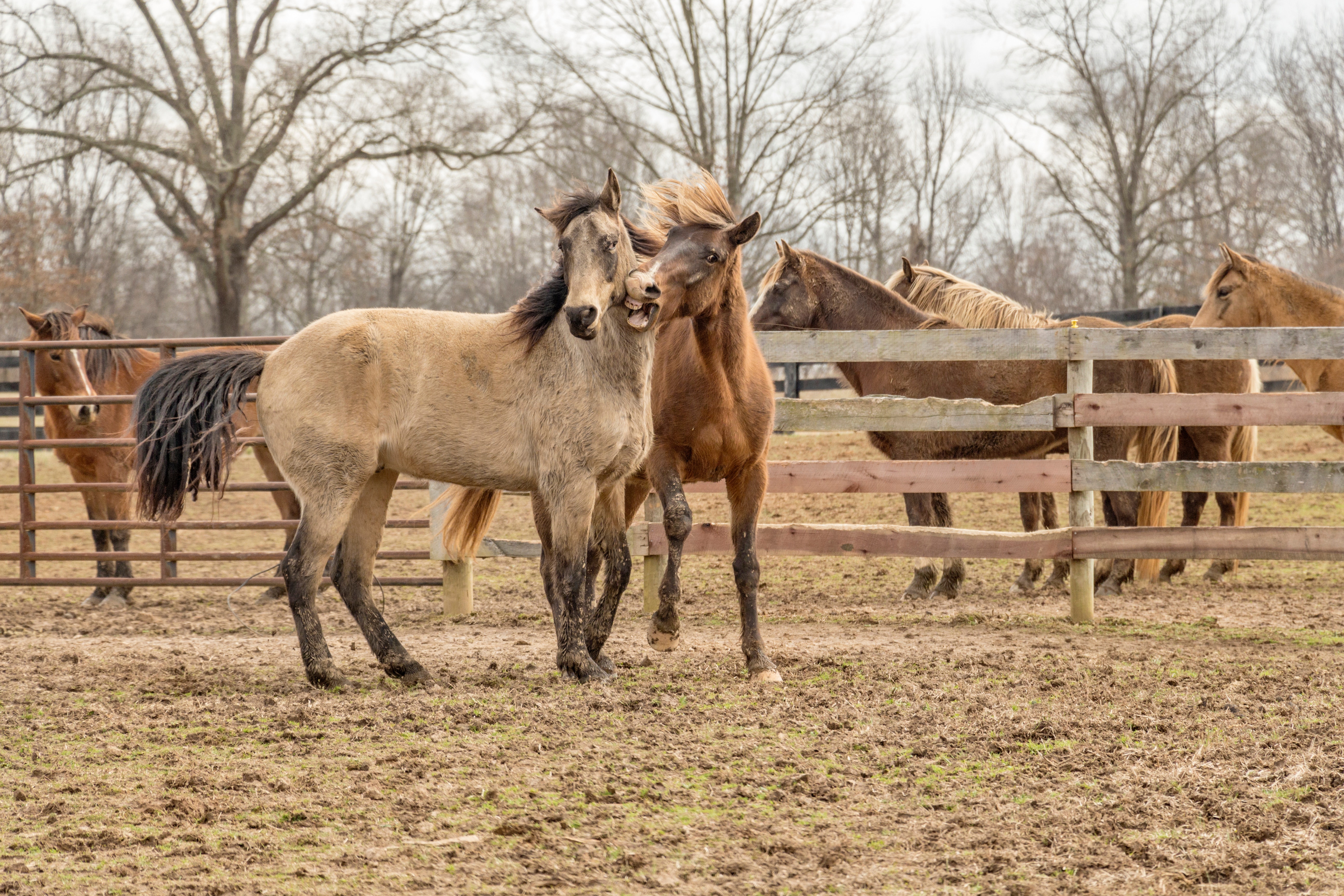 Chevaux de randonnée dans un champ
